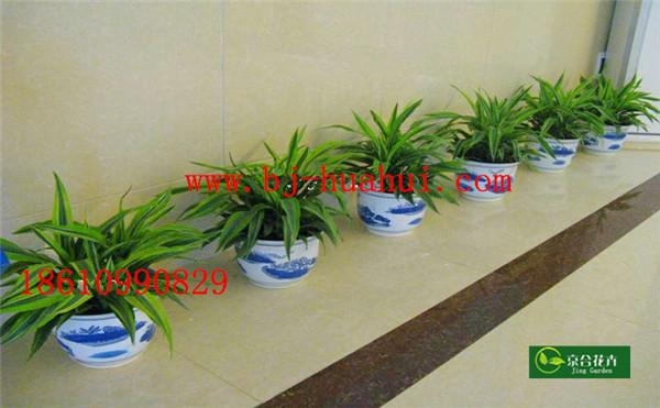 学校花卉布置方案