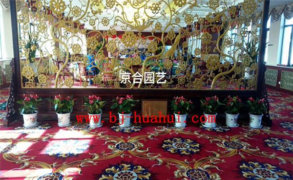 会所花卉布置方案