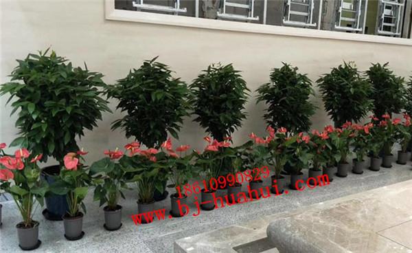 学校花卉布置方案