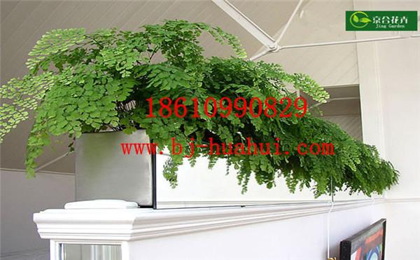 办公楼工卉装饰方案